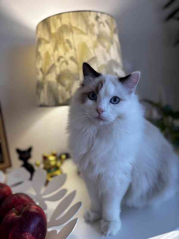 Krásný kluk Ragdoll z PP  - foto 4
