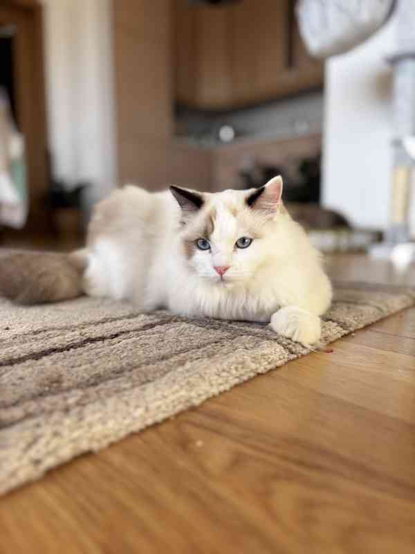 Krásný kluk Ragdoll z PP  - foto 1