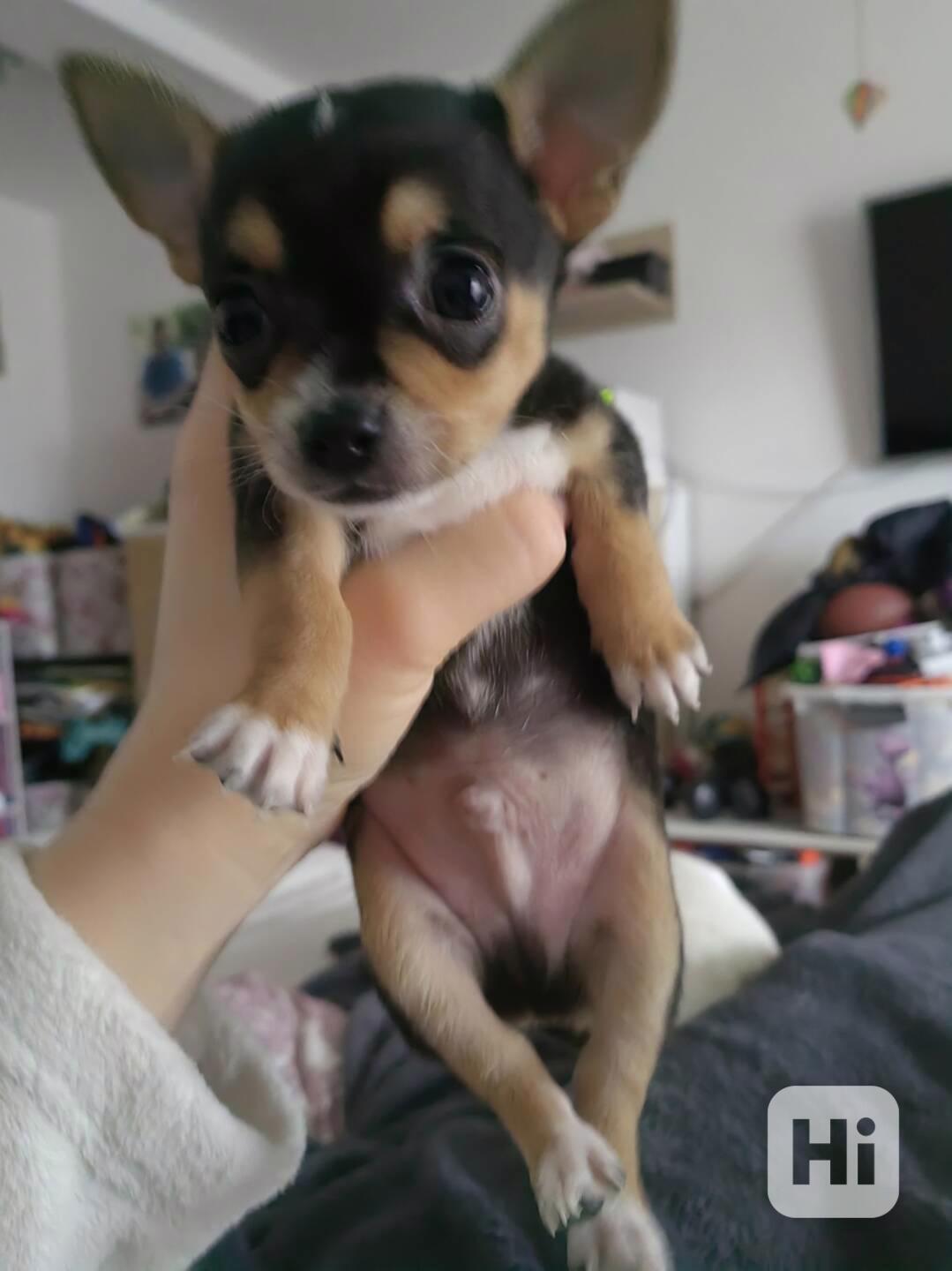 Rozkošná štěňátka mini čivavy k dispozici - foto 1