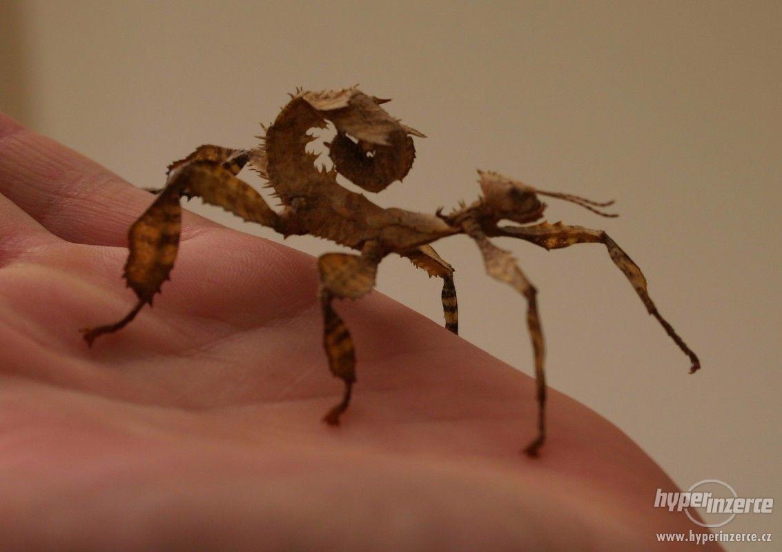 Strašilka australská (Extatosoma tiaratum) - foto 1