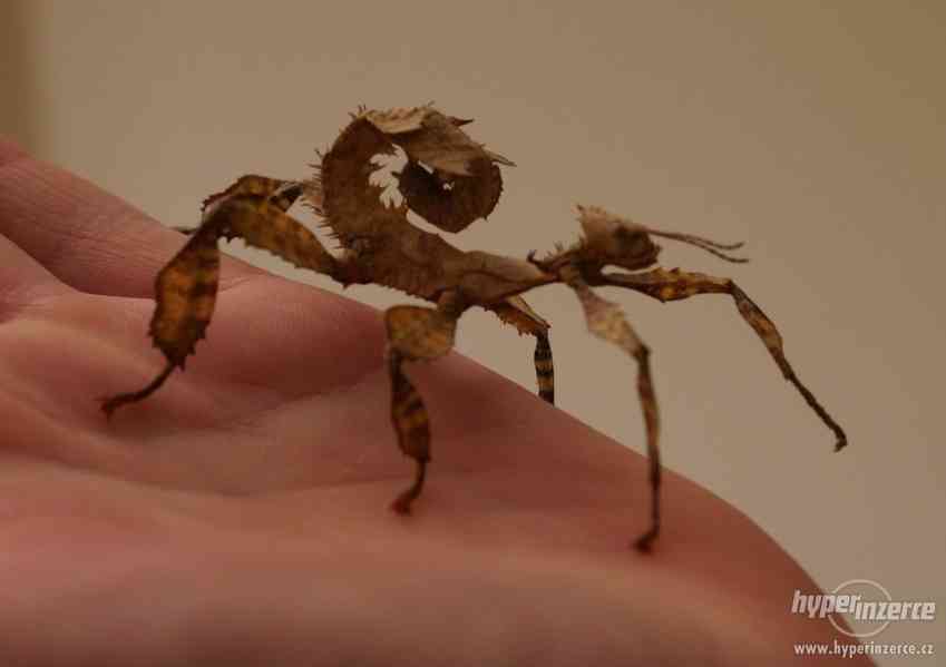 Strašilka australská (Extatosoma tiaratum) - foto 1