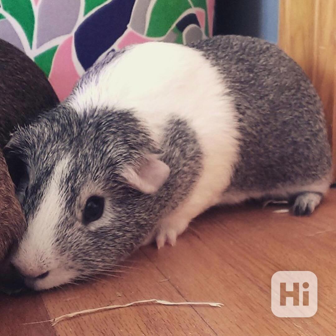 Krásná prasátka na prodej  - foto 1