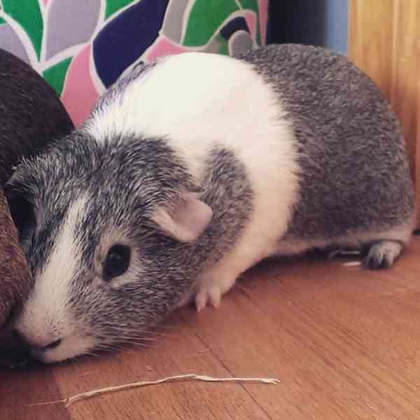 Krásná prasátka na prodej 