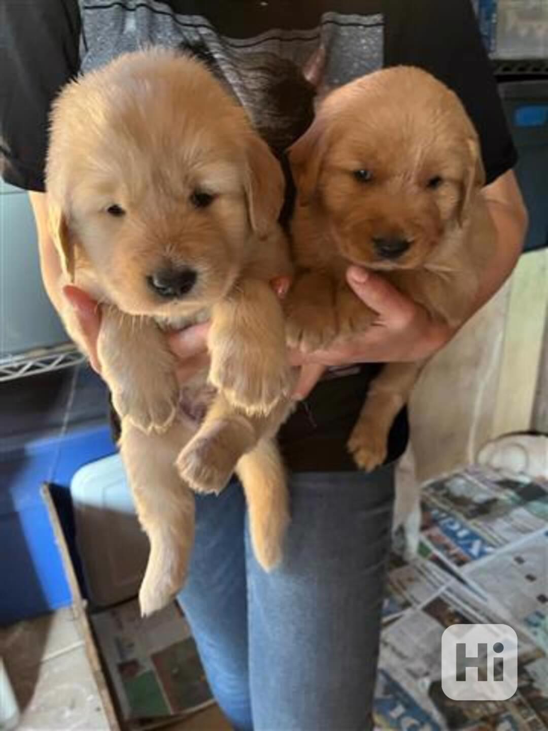 Štěňata labradora samec a samice - foto 1