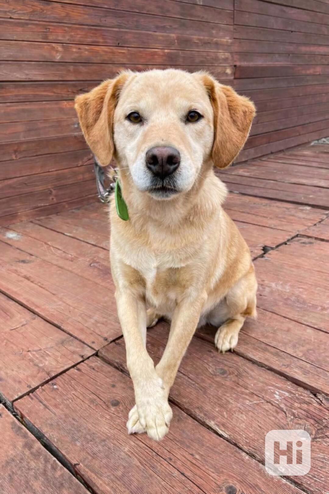 BODRIG - kastrovaný psík 5 let  - foto 1