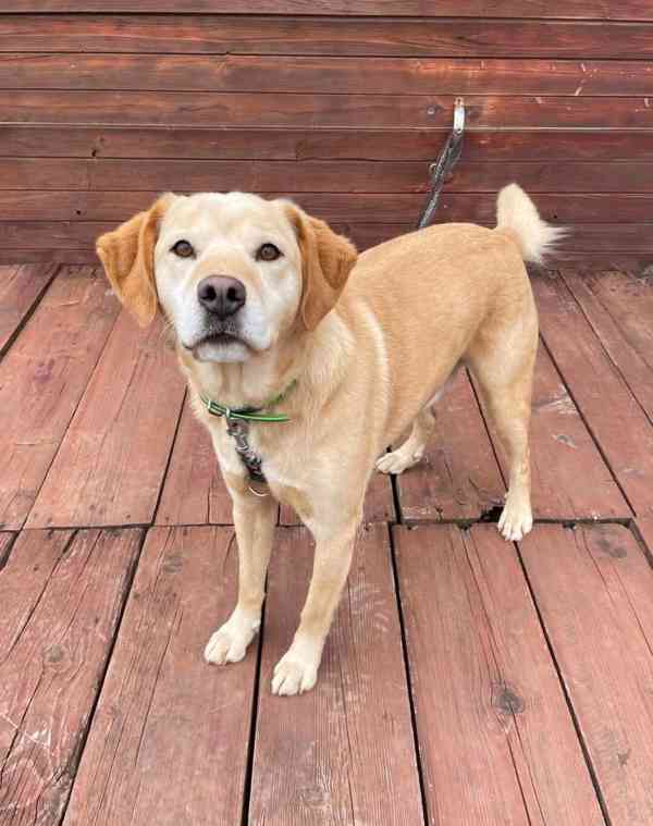 BODRIG - kastrovaný psík 5 let  - foto 4