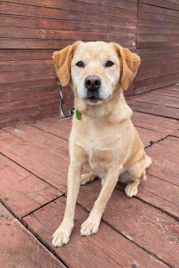 BODRIG - kastrovaný psík 5 let  - foto 2