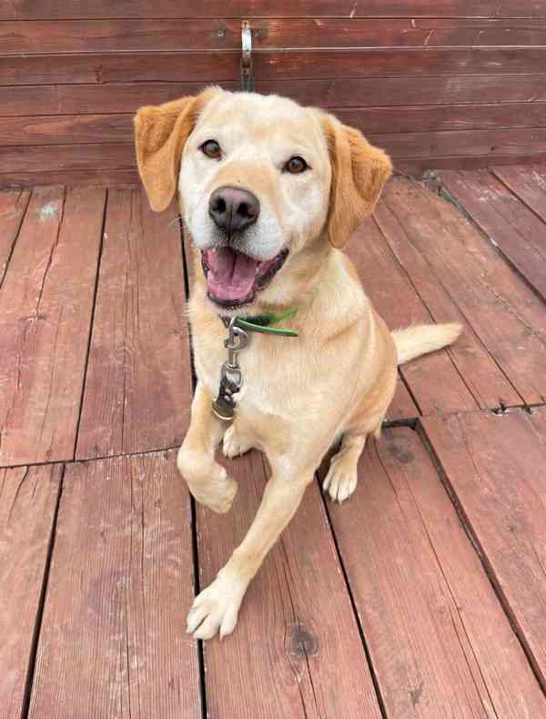 BODRIG - kastrovaný psík 5 let  - foto 3