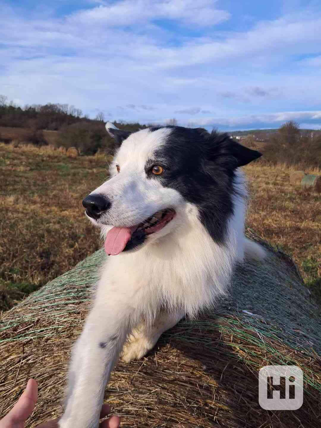 Border kolie s PP - Krytí - foto 1