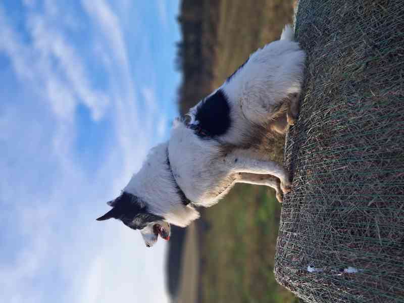 Border kolie s PP - Krytí - foto 2