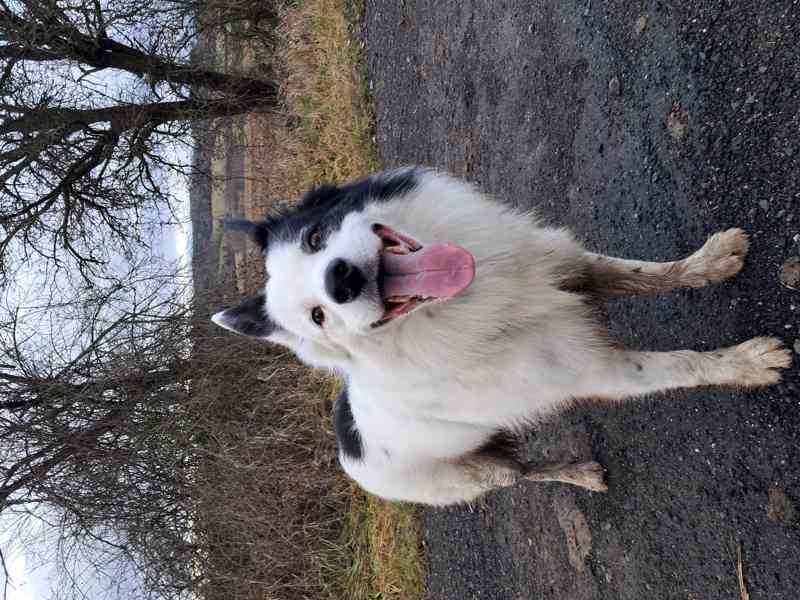 Border kolie s PP - Krytí - foto 3