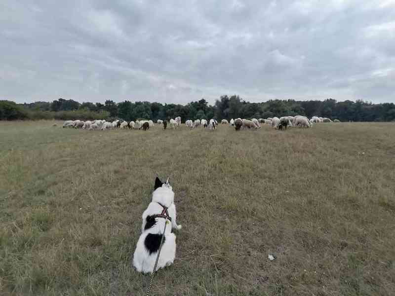 Border kolie s PP - Krytí - foto 4