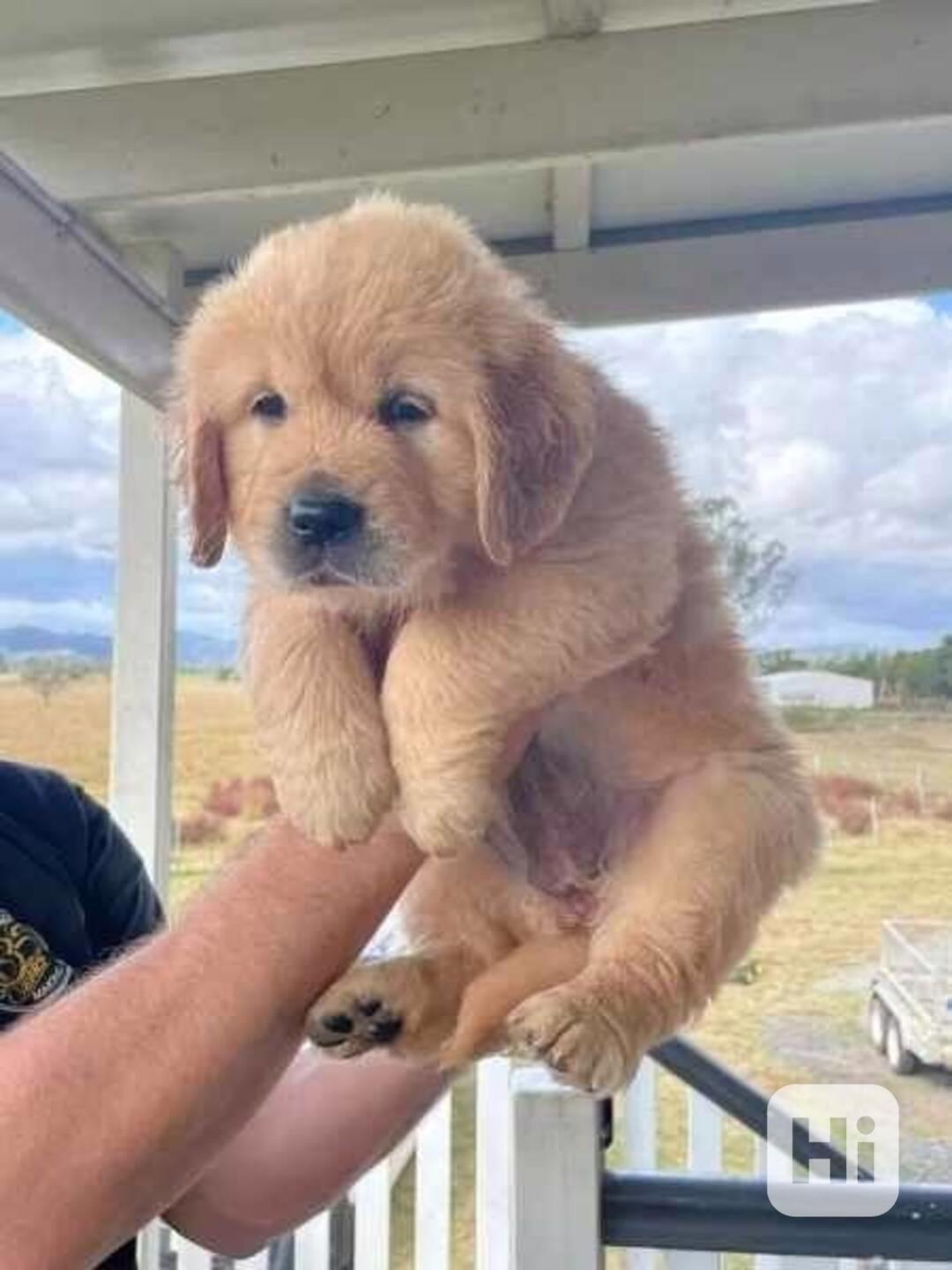 štěně zlatého retrívra  - foto 1