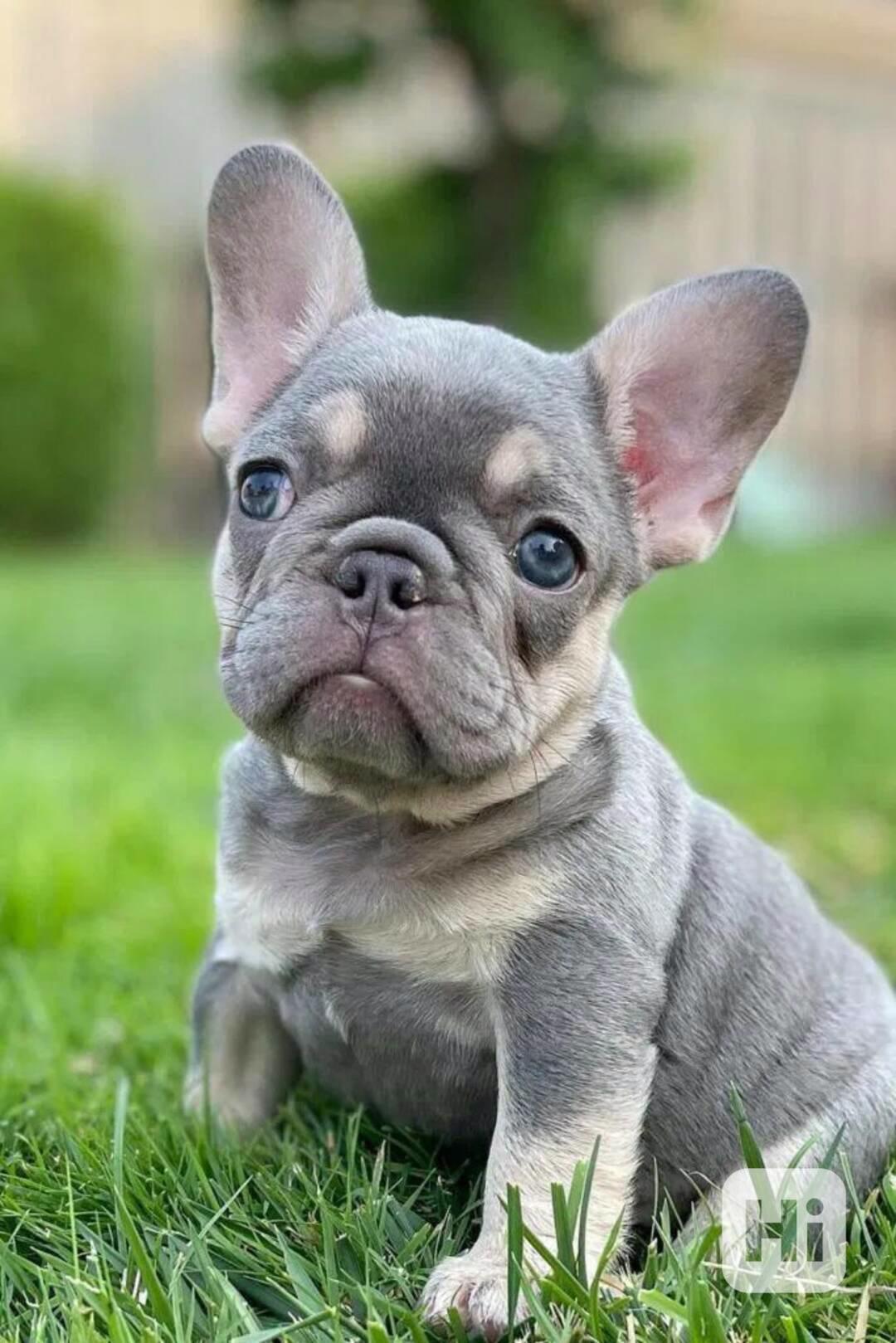 Štěňata francouzského buldočka - foto 1