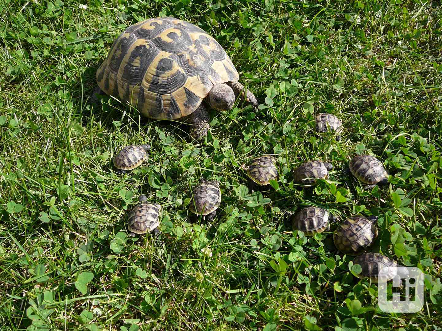 Suchozemská želva zelenavá - foto 1