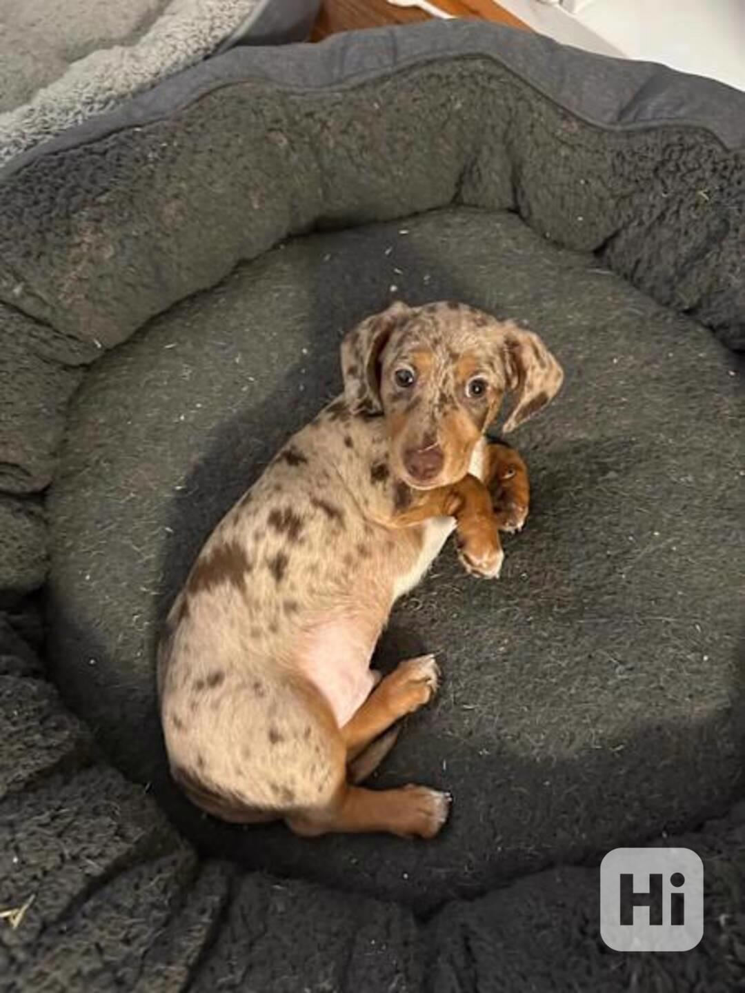 puppy - foto 1