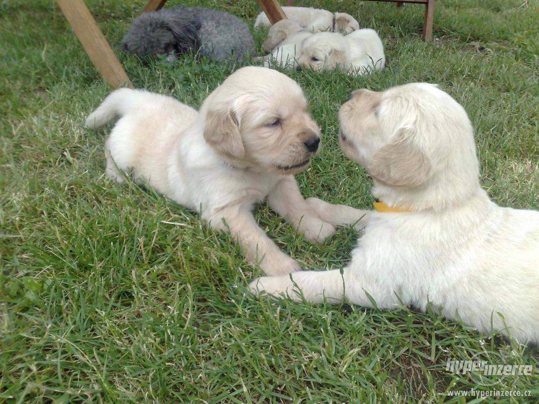 Zlatý retrívr bez PP. - foto 1