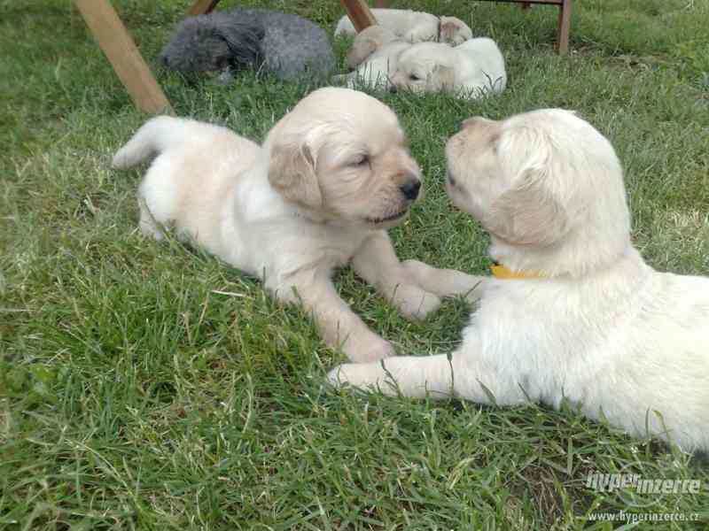 Zlatý retrívr bez PP. - foto 1