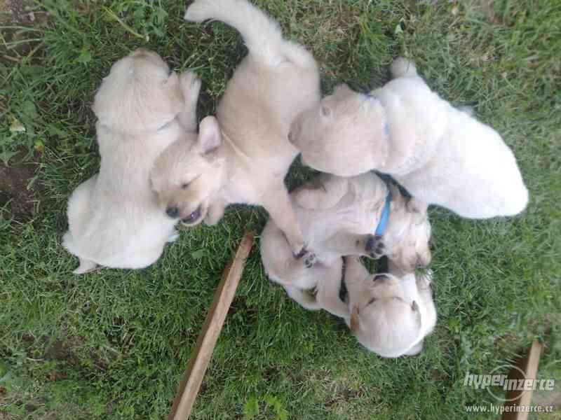 Zlatý retrívr bez PP. - foto 2