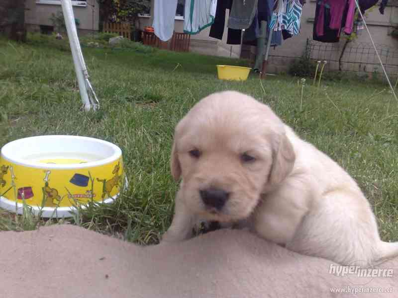Zlatý retrívr bez PP. - foto 3