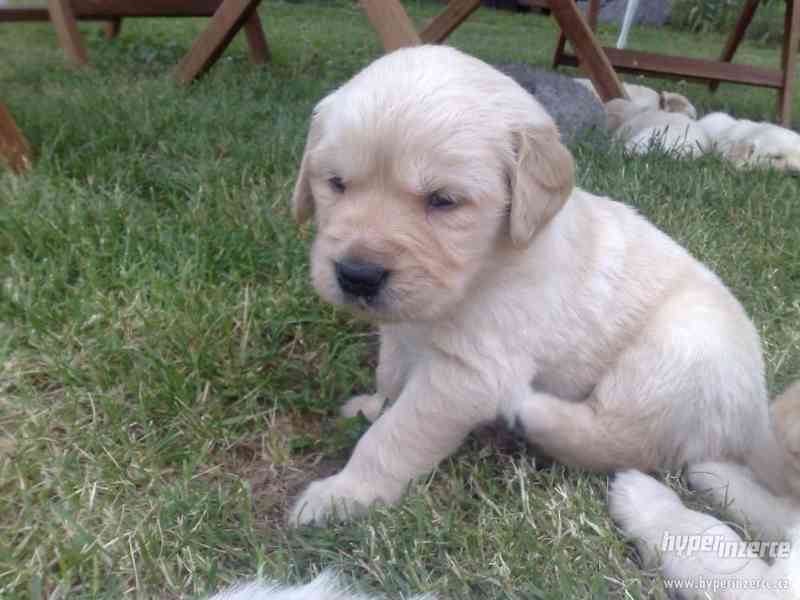 Zlatý retrívr bez PP. - foto 4