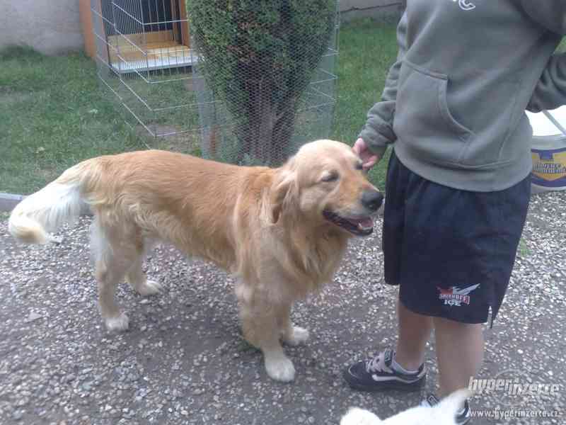 Zlatý retrívr bez PP. - foto 5