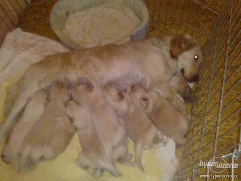 Zlatý retrívr bez PP. - foto 6