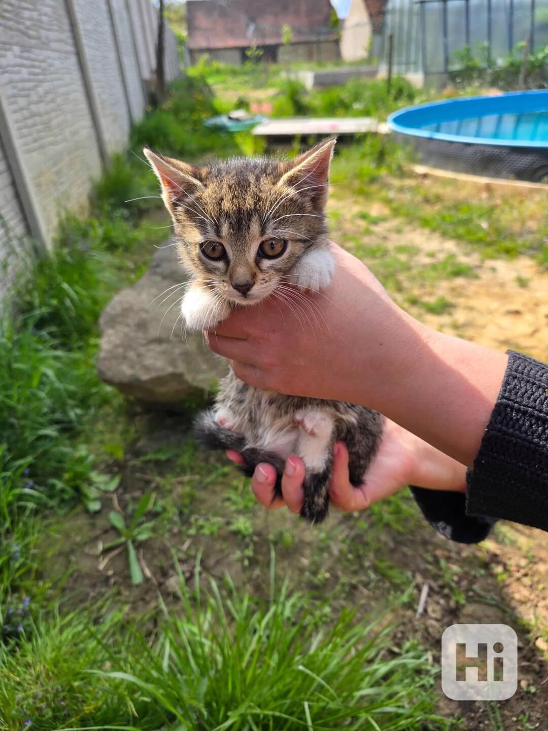 Darujeme dubnová koťátka do dobrých rukou - foto 1