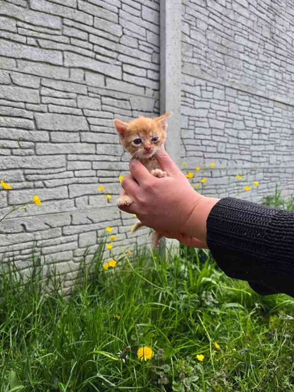 Darujeme dubnová koťátka do dobrých rukou - foto 2