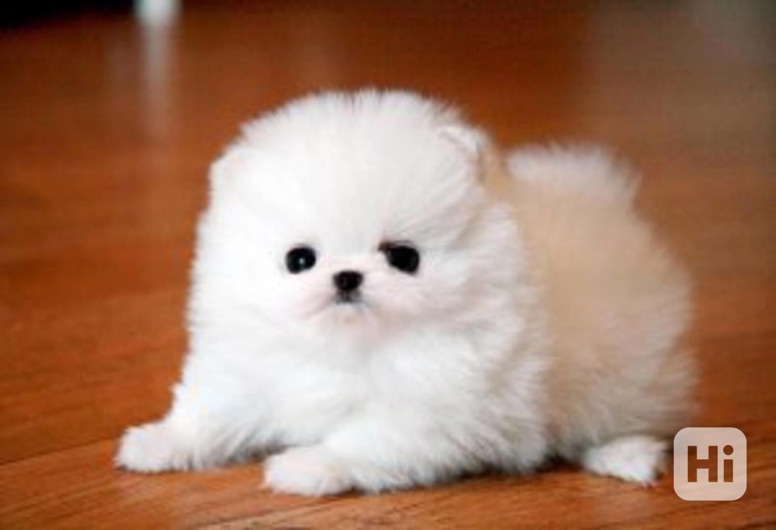 Německý špic. Mini pomeranian bez PP.  - foto 1