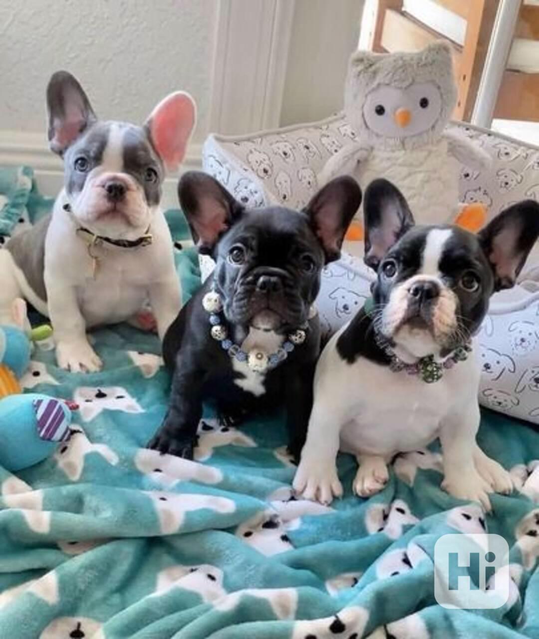 štěňata francouzského buldočka - foto 1