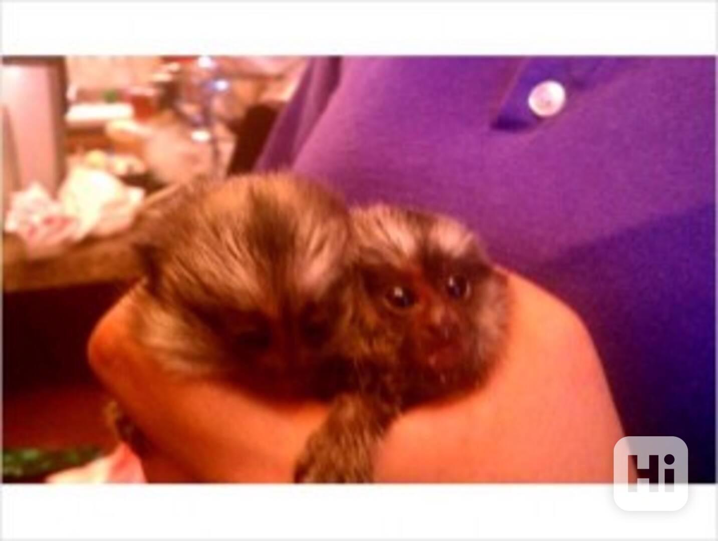 Okouzlující opička kosman k dispozici - foto 1