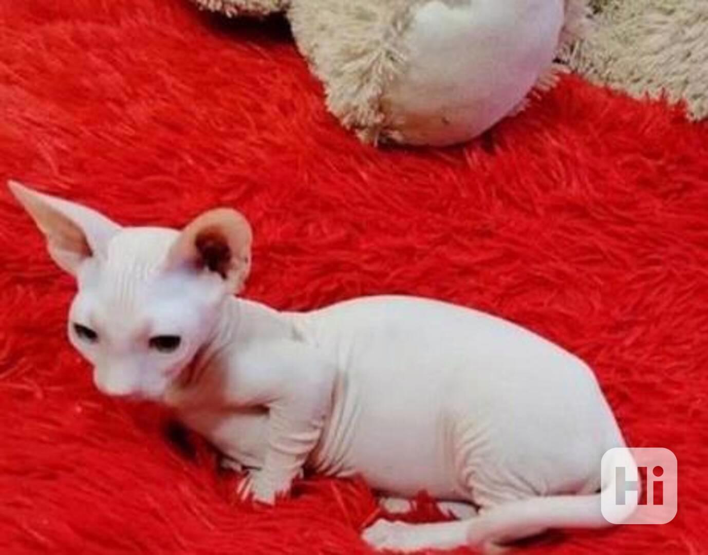 Špičková super úžasná koťata Sphynx - foto 1