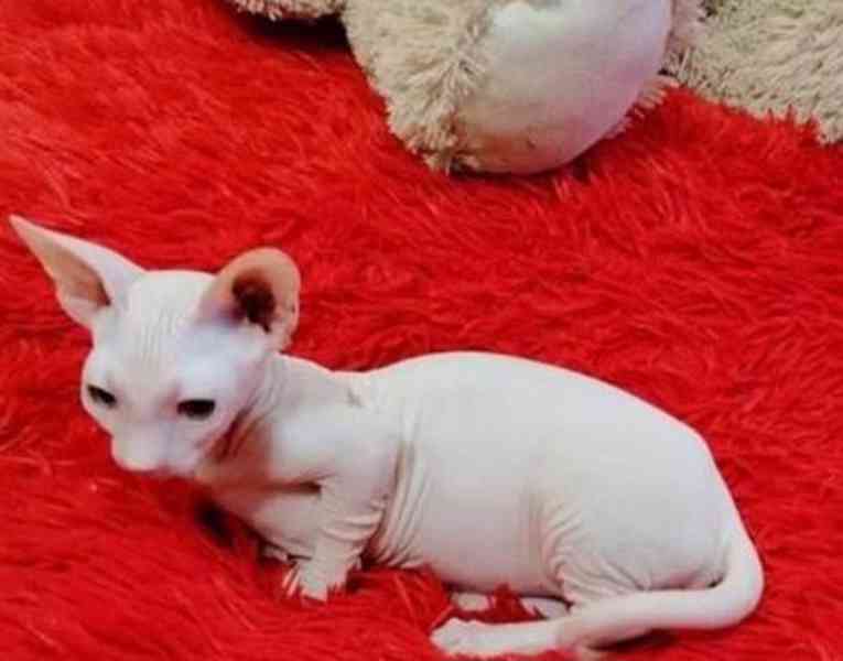 Špičková super úžasná koťata Sphynx - foto 1