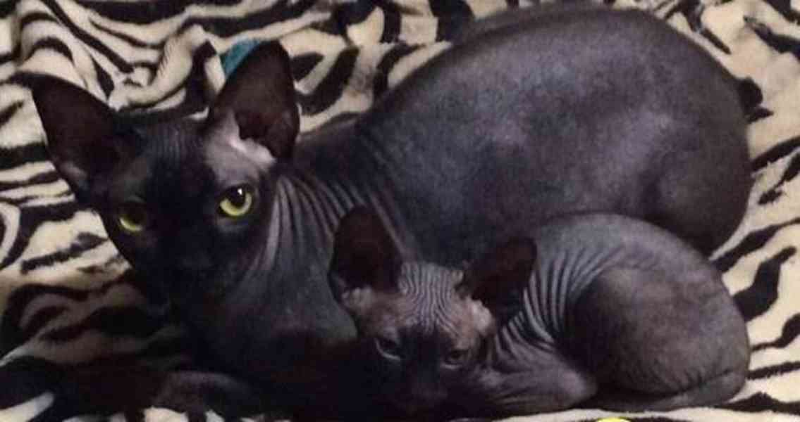 Špičková super úžasná koťata Sphynx - foto 2