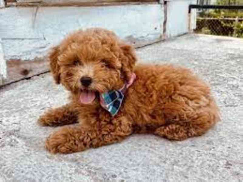 Úžasná štěňata toy pudla připravená do nového domova