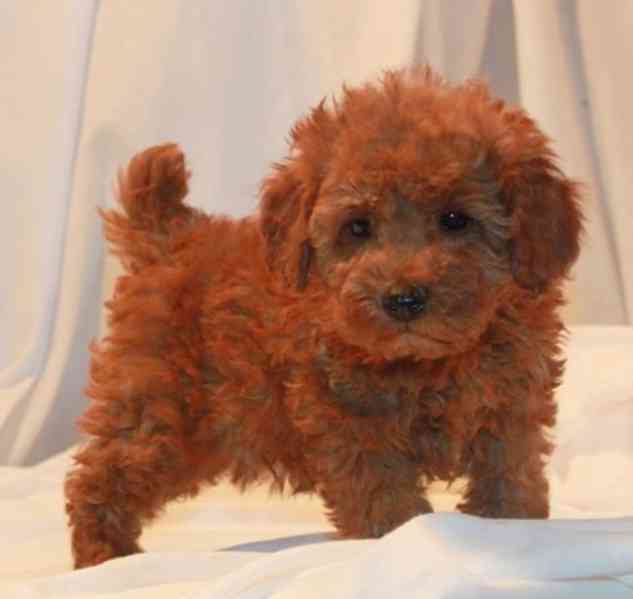 Úžasná štěňata toy pudla připravená do nového domova - foto 2