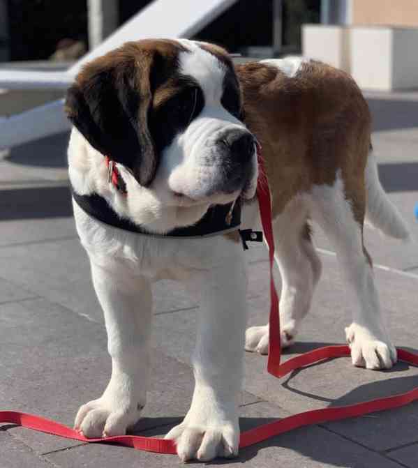 Štěně bernardina potřebuje nový domov - foto 5