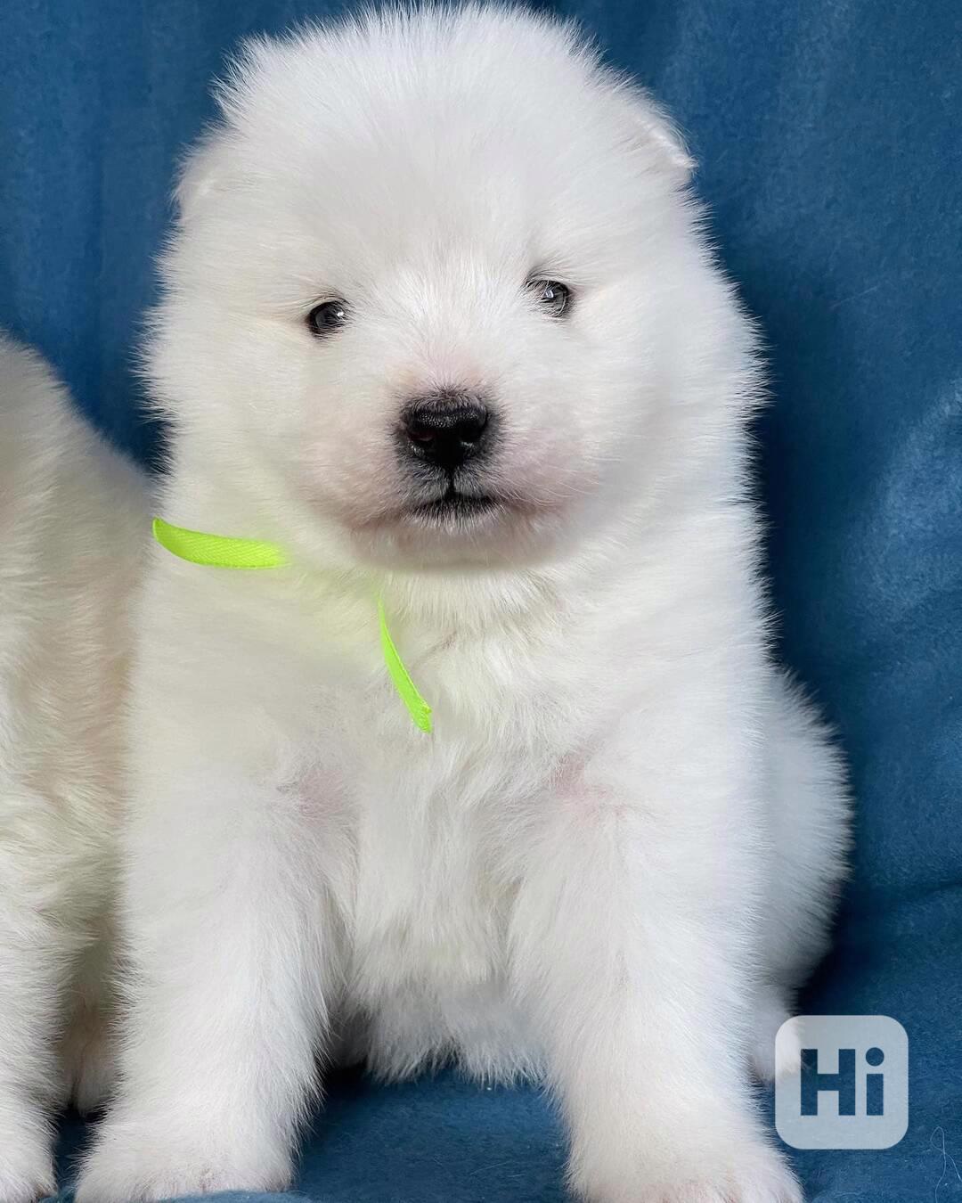 Štěňata samojedů (samci a samice) k dispozici - foto 1