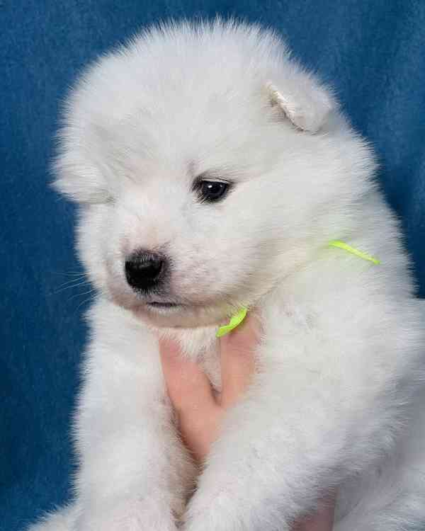 Štěňata samojedů (samci a samice) k dispozici - foto 3