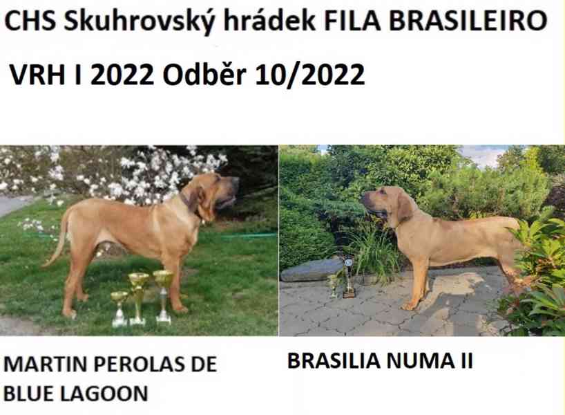 Brazilská fila, štěně - foto 5