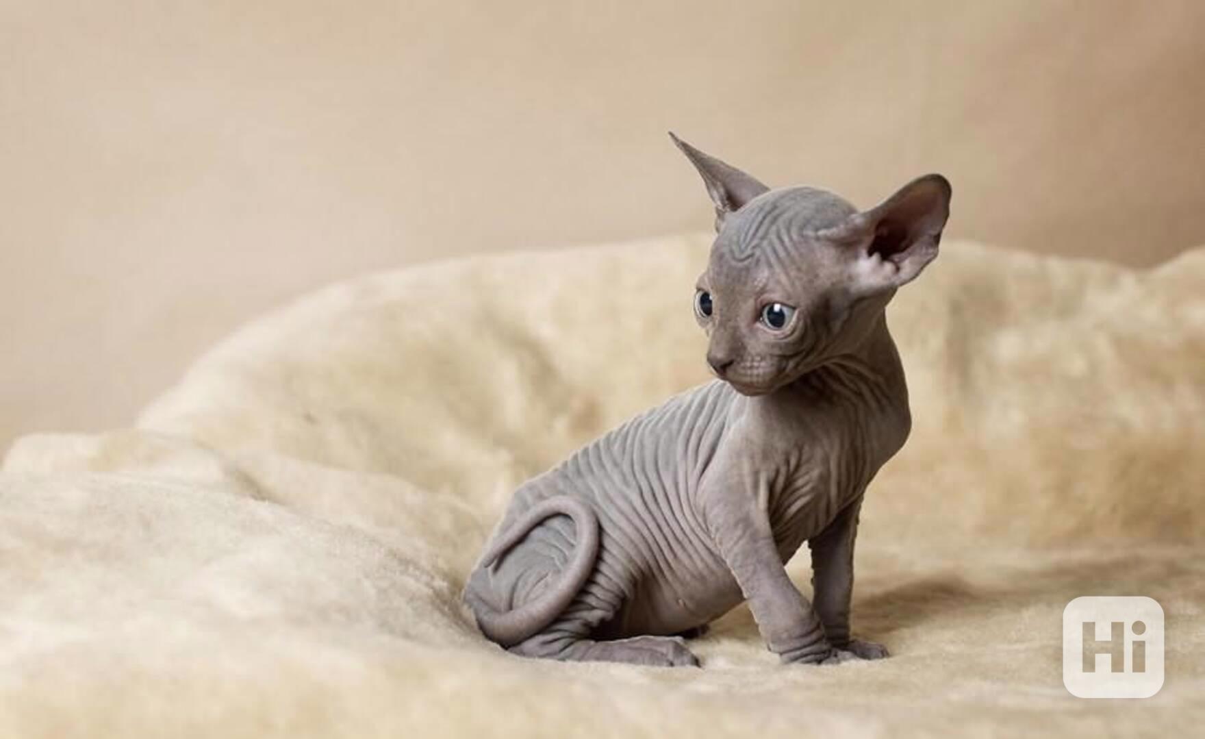 Kanadský sphynx koťátka - foto 1