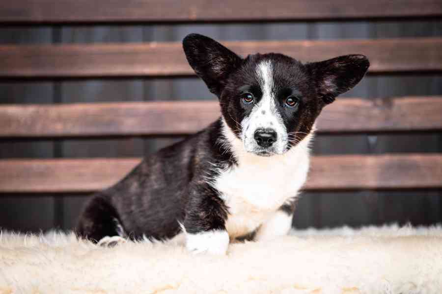 Pejsci welsh corgi cardigan s PP - foto 3