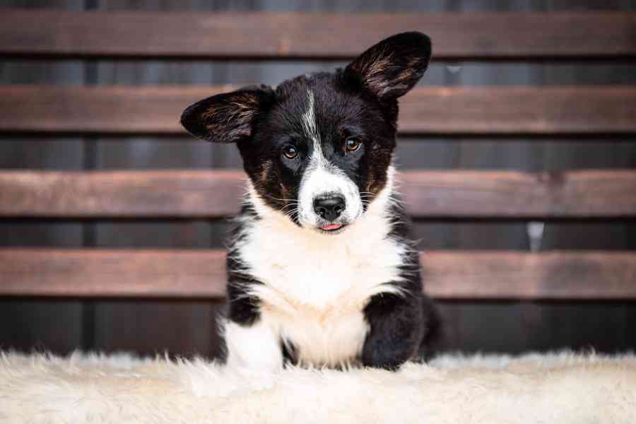 Pejsci welsh corgi cardigan s PP - foto 2