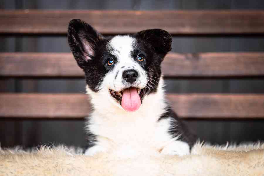 Pejsci welsh corgi cardigan s PP - foto 1