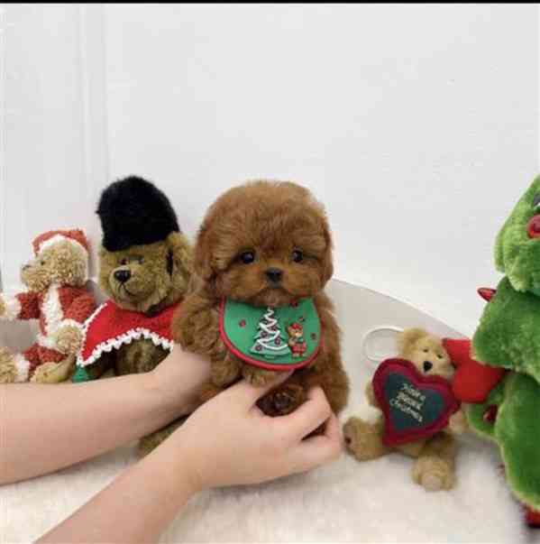 Štěňata pudla k odběru