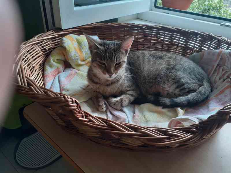 Hodná, hravá 10měsíční mourinka Linda hledá domov, - foto 5