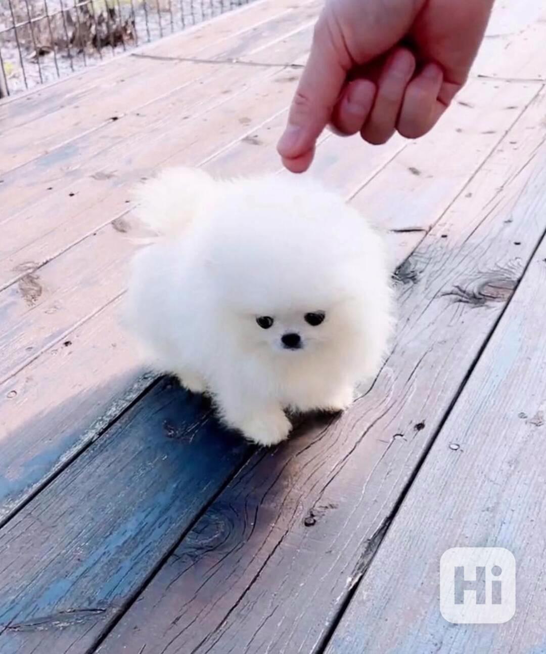 krásná štěňata pomeraniana. - foto 1