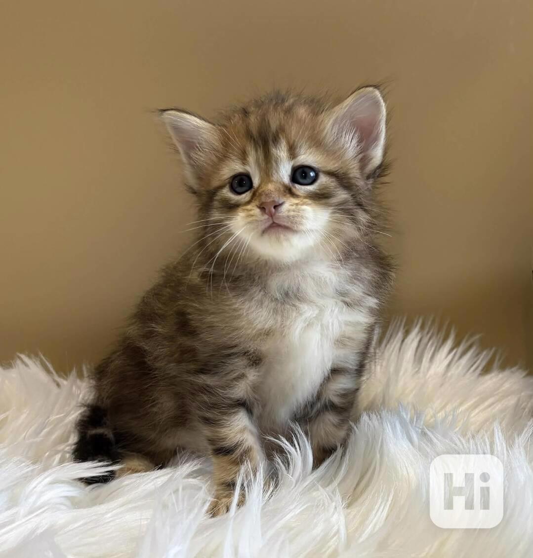 Sibiřský Kocourek s PP  - foto 1