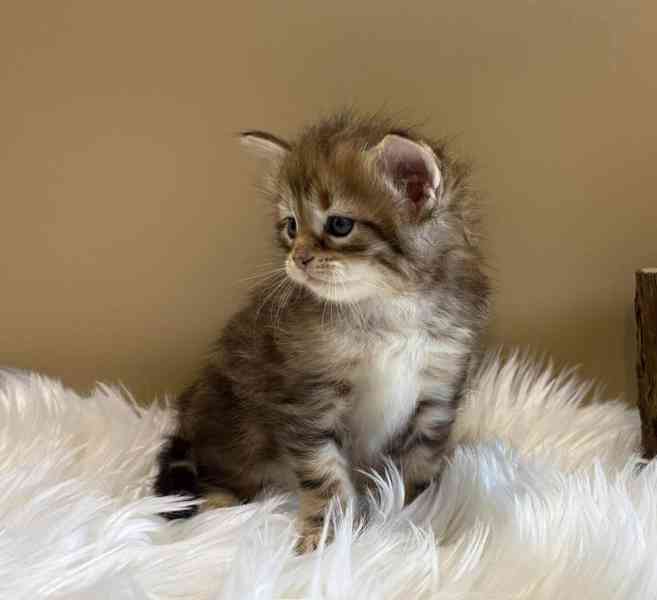 Sibiřský Kocourek s PP  - foto 2